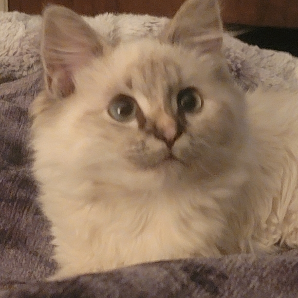 Meet your Posher, NightBird - Picture 3 of 9